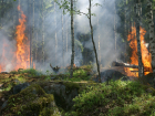 В 40 раз сократился ущерб от лесных пожаров в Саратовской области