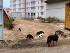 В саратовских пабликах призывают голосовать за эвтаназию бродячих собак