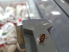 Саратовский рынок кишит тараканами – продавцы визжат от ужаса, уборщицы разбегаются