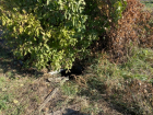Пожилая женщина из Саратовской области погибла в колодце