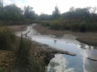 В пересохшем пруду под Саратовом погибли рыба и бобры