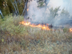 В Саратовской области горит полгектара леса
