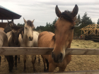 В Саратовской области возрождают исчезающую породу лошадей