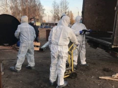 В свиной вырезке из Саратова обнаружен ген чумы