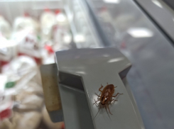 Саратовский рынок кишит тараканами – продавцы визжат от ужаса, уборщицы разбегаются