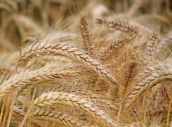 Региональные производители зерновых культур получат дополнительные субсидии 