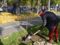 Саратовские деревья и кустарники занесут в электронную базу