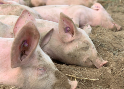 Просто чума какая-то: почему в Саратовской области сжигают домашних свиней