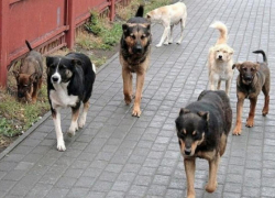 Отлов бродячих собак в Саратове: власти сообщили о неисполнении контракта новым подрядчиком