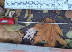 В Аркадаке Саратовской области мужчина защищался от побоев и убил обидчика отверткой