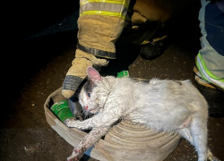 Кот Пузик спас хозяина во время пожара в Саратове 