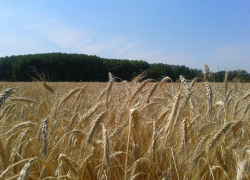 6 млн тонн зерна не собрали: как саратовский губернатор обманул Путина