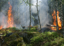 Леса Саратовской области за сутки горели трижды