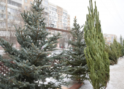 Стала известна дата открытия елочных базаров в Саратове