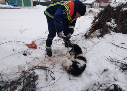 Спасатели помогли попавшей в беду собаке