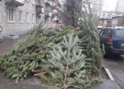 Саратовцам предлагают сообщать властям о несанкционированной торговле елками