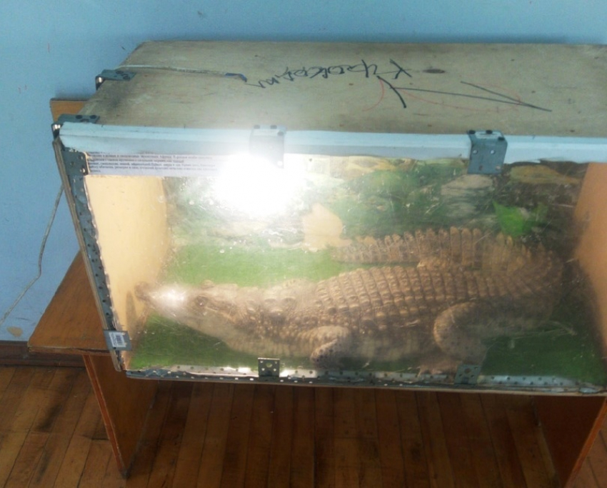 В Энгельсе крокодилу замотали скотчем пасть – посетители выставки возмущены