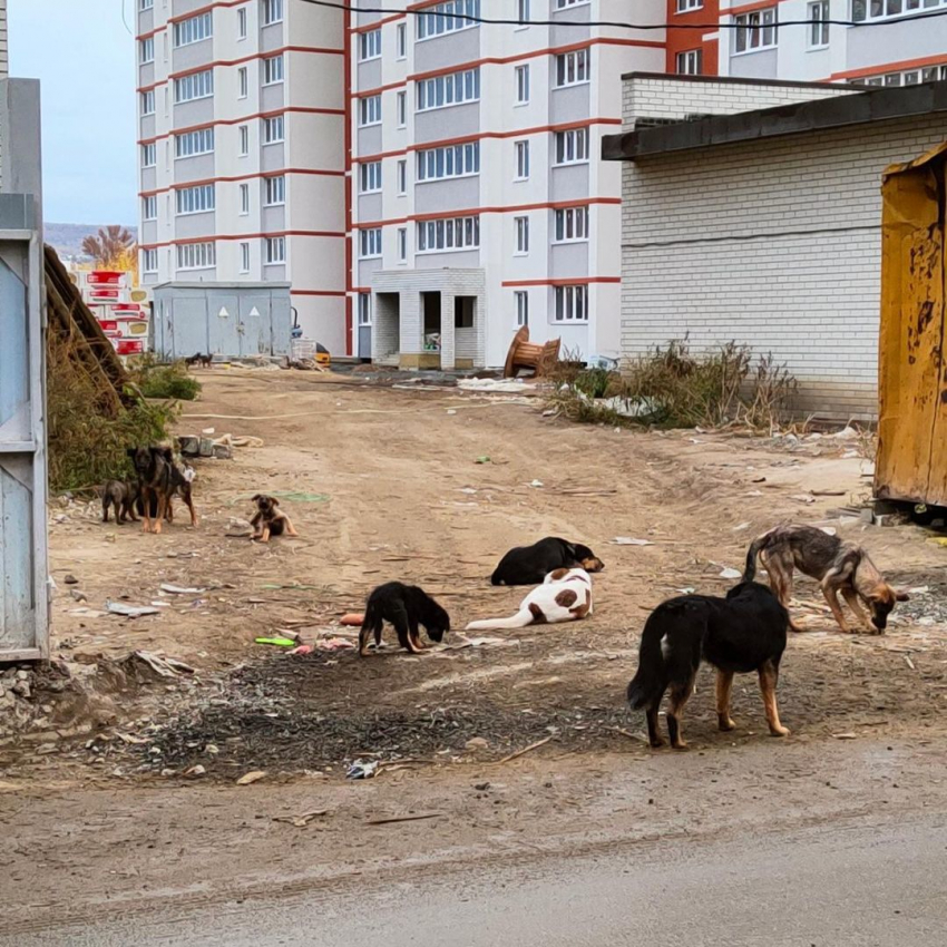 В саратовских пабликах призывают голосовать за эвтаназию бродячих собак