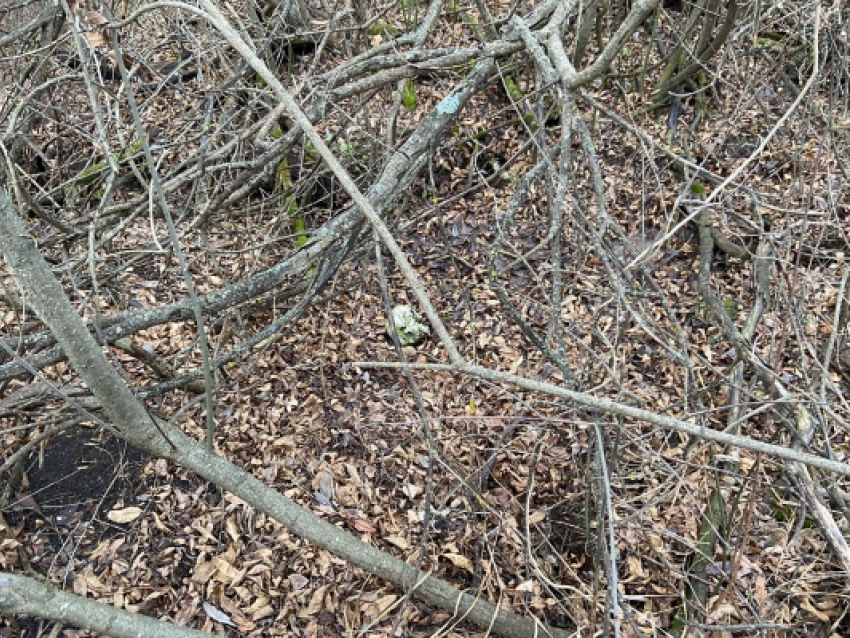 Череп и кости нашел саратовский охотник в лесу