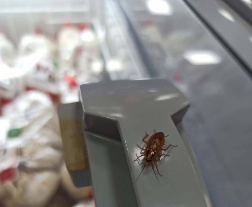 Саратовский рынок кишит тараканами – продавцы визжат от ужаса, уборщицы разбегаются