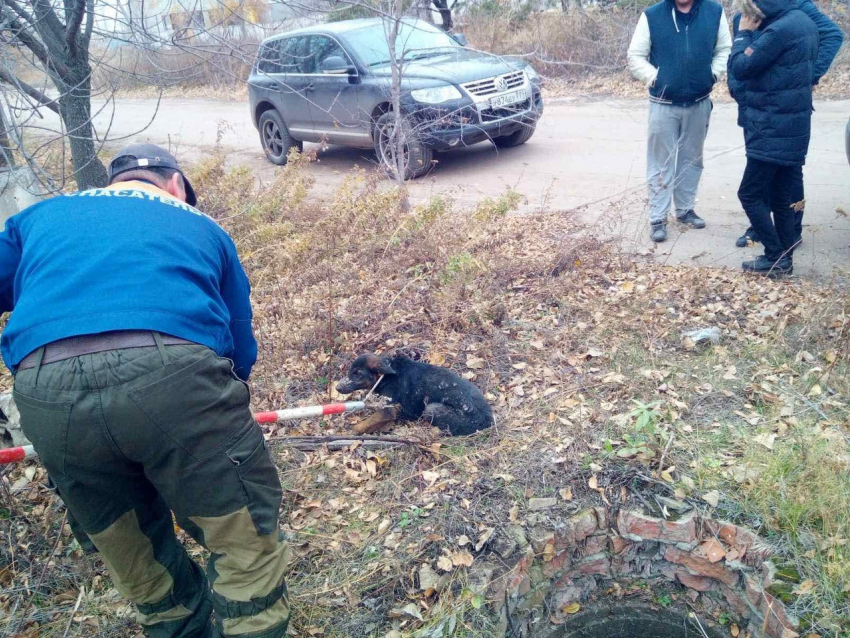 В Саратове бродячие собаки продолжают нападать на людей