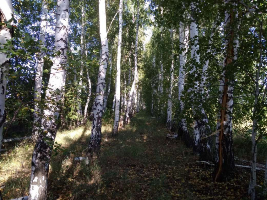 Ограничение на пребывание граждан в лесах Саратовской области продлено до 20 сентября