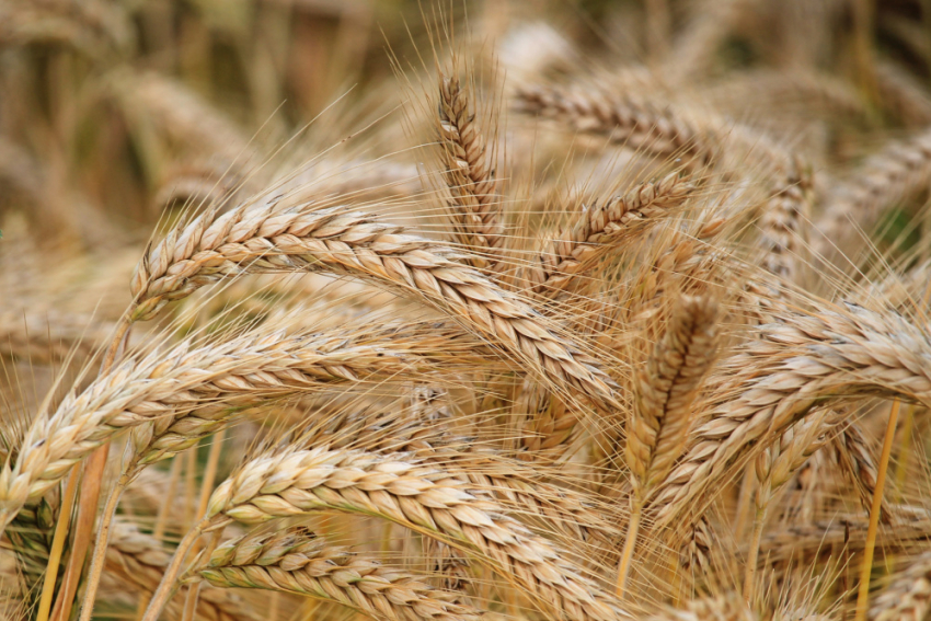 Региональные производители зерновых культур получат дополнительные субсидии 