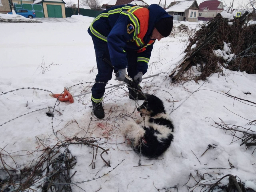 Спасатели помогли попавшей в беду собаке