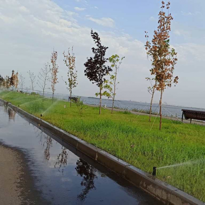 Массовая гибель деревьев в районе городского пляжа Саратова: мнение общественника 