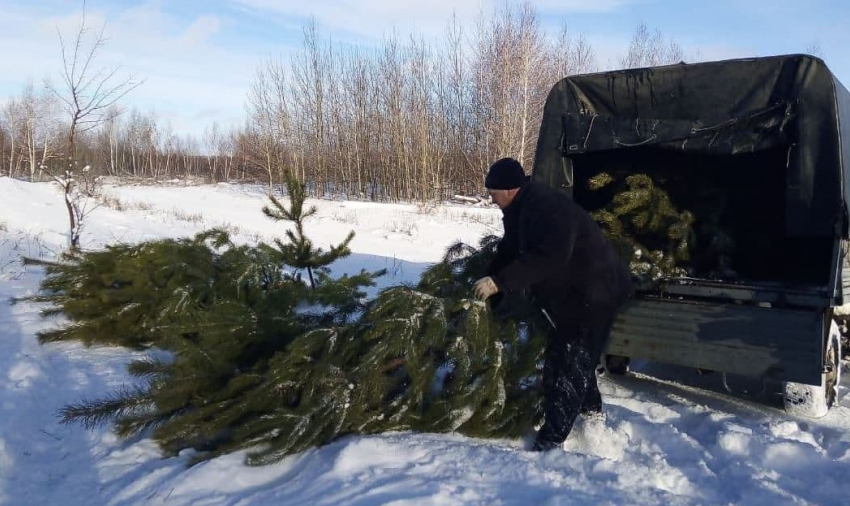 Под самый корешок. К Новому году в Саратовской области вырубили 28 тысяч елок