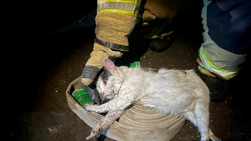 Кот Пузик спас хозяина во время пожара в Саратове
